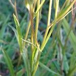 Crepis capillaris Blatt