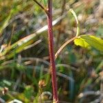 Melilotus altissimus Bark