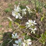 Prunus pensylvanica Flor