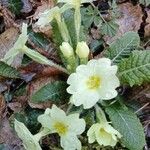 Primula vulgaris Квітка