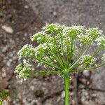 Peucedanum venetum кора