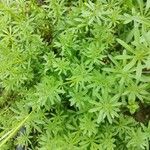 Galium maritimum Leaf