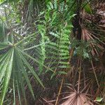Blechnum serrulatum Hoja