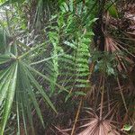 Blechnum serrulatum Blatt