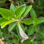 Barleria volkensii Leaf