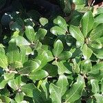 Quercus phillyreoides Yaprak