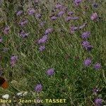 Scabiosa vestita Alkat (teljes növény)