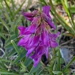 Hedysarum hedysaroides Flower