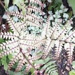 Athyrium otophorum Folha