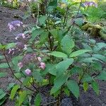 Hydrangea aspera Anthony BullivantHabitus