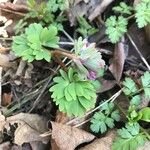 Corydalis solida Blad