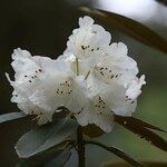 Rhododendron lacteum Květ