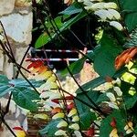 Ipomoea lobata 花