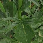 Barbarea vulgaris Leaf