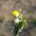 Linaria simplex Fleur