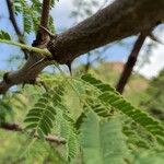 Senegalia senegal Други