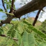 Acacia senegal മറ്റ്