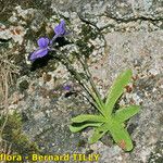 Pinguicula longifolia Hábito