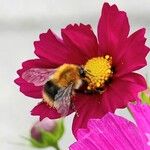 Cosmos bipinnatus Fula