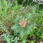 Euphorbia cyparissiasFlower