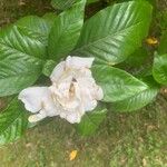 Gardenia jasminoides Fleur