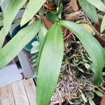 Brassia verrucosa Leaf