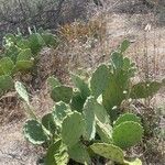 Opuntia littoralis Lapas