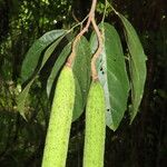 Fridericia schumanniana Blatt