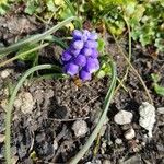 Muscari neglectum Levél