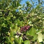 Aronia melanocarpa Plod