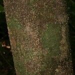 Licania parvifructa Cortiza