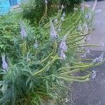 Veronica longifolia Хабит