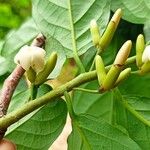 Diospyros monbuttensis Flower