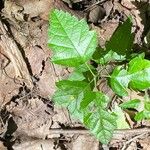 Rubus ursinus 葉