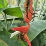 Heliconia pendula Flor
