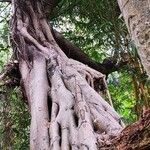 Ficus concinna Habit
