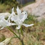 Pancratium maritimumBloem