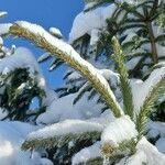 Picea abies List