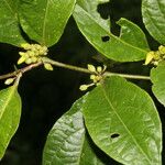 Lycianthes multiflora Fleur