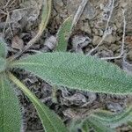 Hieracium tomentosumBeste bat