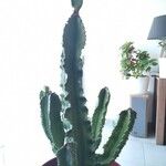 Euphorbia candelabrum Leaf