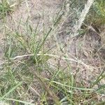 Pappophorum mucronulatum Habit