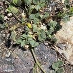 Medicago littoralis Vekstform