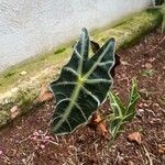 Alocasia sanderiana Liść