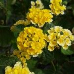 Lantana aculeata Flors