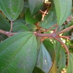 Miconia mirabilis Fulla