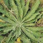 Echium asperrimum Leaf