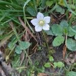 Parnassia palustris花