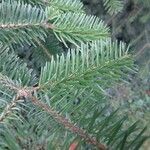 Abies cephalonica ഇല