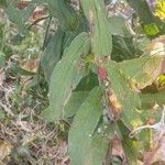 Epilobium hirsutum Лист